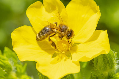 Close-up of insect on yellow flower