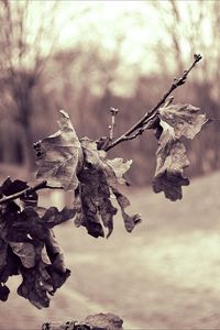 Close-up of branch during autumn
