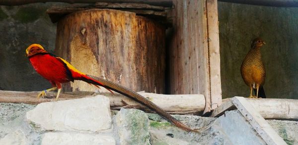 Close-up of bird perching on wood