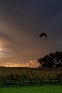 Bird flying over field against sky at sunset