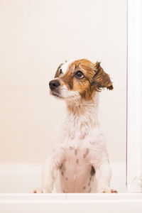 Dog looking away while sitting on wall at home