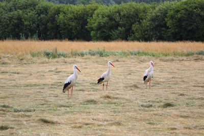 Birds on field