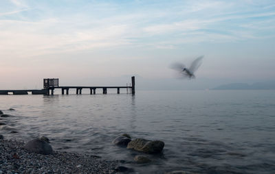 View of seagull on wooden post in sea against sky