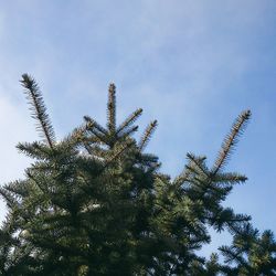 Low angle view of trees against blue sky