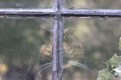 Close-up of wet glass window