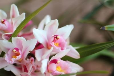 Close-up of pink flower