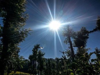 Sun shining through trees