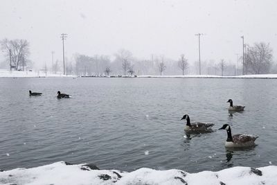 Swans swimming on lake during winter