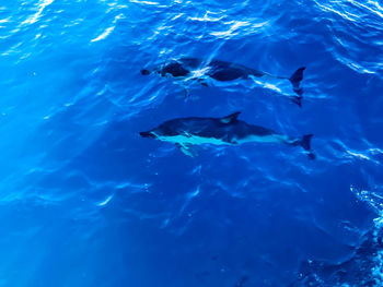 Fish swimming in sea