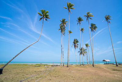 Palm trees on beach against blue sky