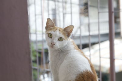 Close-up portrait of a cat