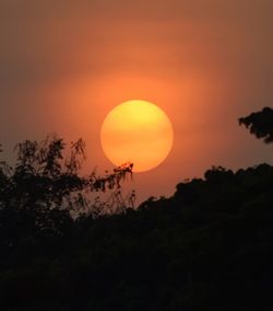 Low angle view of silhouette trees against orange sky