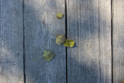 Close-up of wooden plank