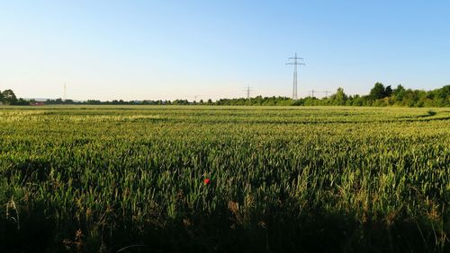 Scenic view of rural landscape against sky