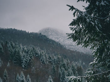 Pine trees on snowcapped mountains against sky during rainy season