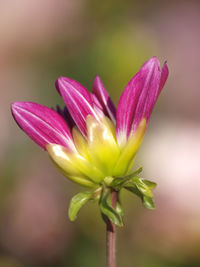 Close-up of pink flowers