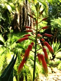 Close-up of plants