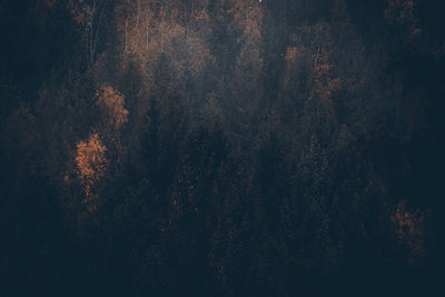 Full frame shot of trees in forest