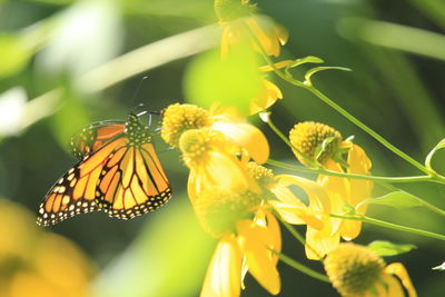 Close-up of butterfly pollinating on flower