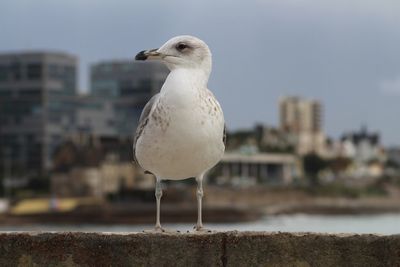 Close-up of seagull perching on retaining wall