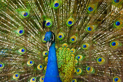Full frame shot of peacock