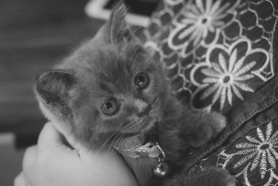 Close-up of hand holding cat