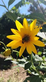 Close-up of insect on yellow flower