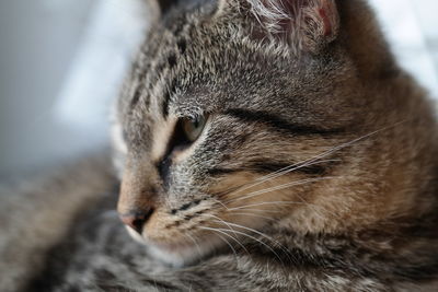 Close-up of cat