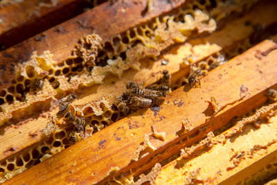 Close-up of honey bees