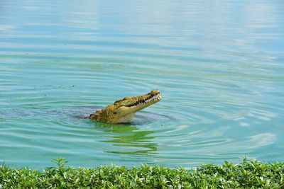 View of turtle swimming in lake