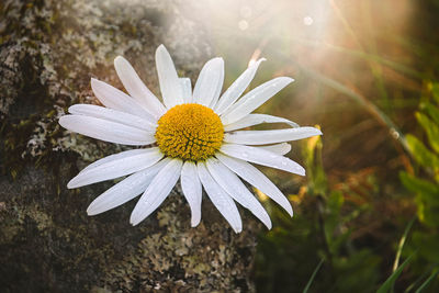 Close-up of white daisy flower