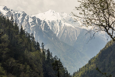 Alpine landscape with snowy mountains and pine tree covered hillside