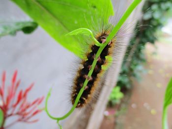 Close-up of insect on plant