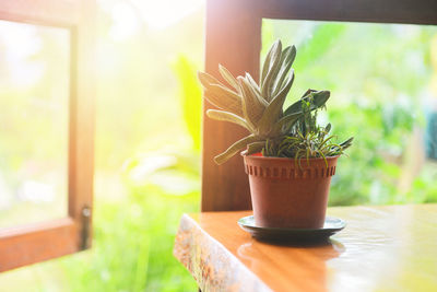 Close-up of potted plant on table