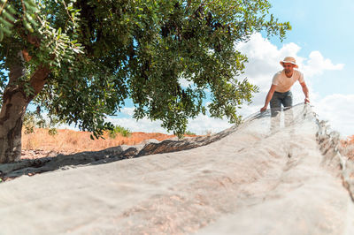 Male farm worker spreading large canvas under carob tree branches while preparing for collecting pods