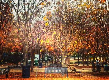 Trees in park during autumn