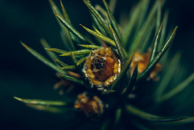 nature