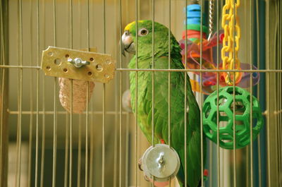 Parrot and toys