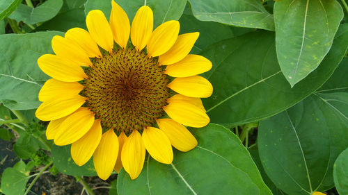 Close-up of yellow sunflower on plant