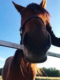 Close-up of horse