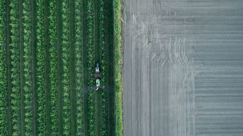 Full frame shot of plants on land