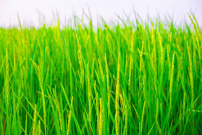 Close-up of crops growing on field against sky