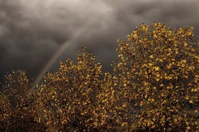 Trees against sky during sunset