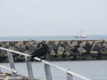 Seagull perching on railing