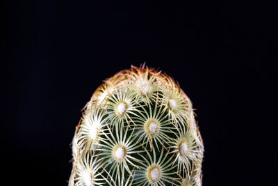 Close-up of cactus against black background