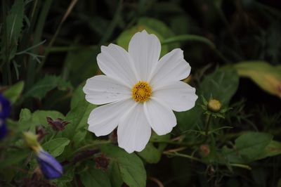 Close-up of white flowering plants