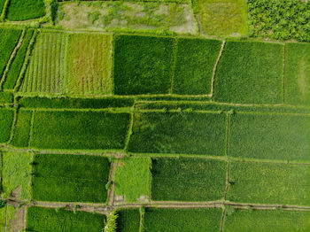 Full frame shot of green landscape