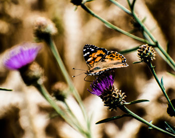 Close-up of butterfly pollinating on purple flower