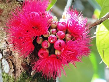 Close-up of flowers blooming outdoors