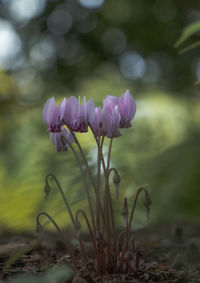 Close-up of purple flowering plant on field